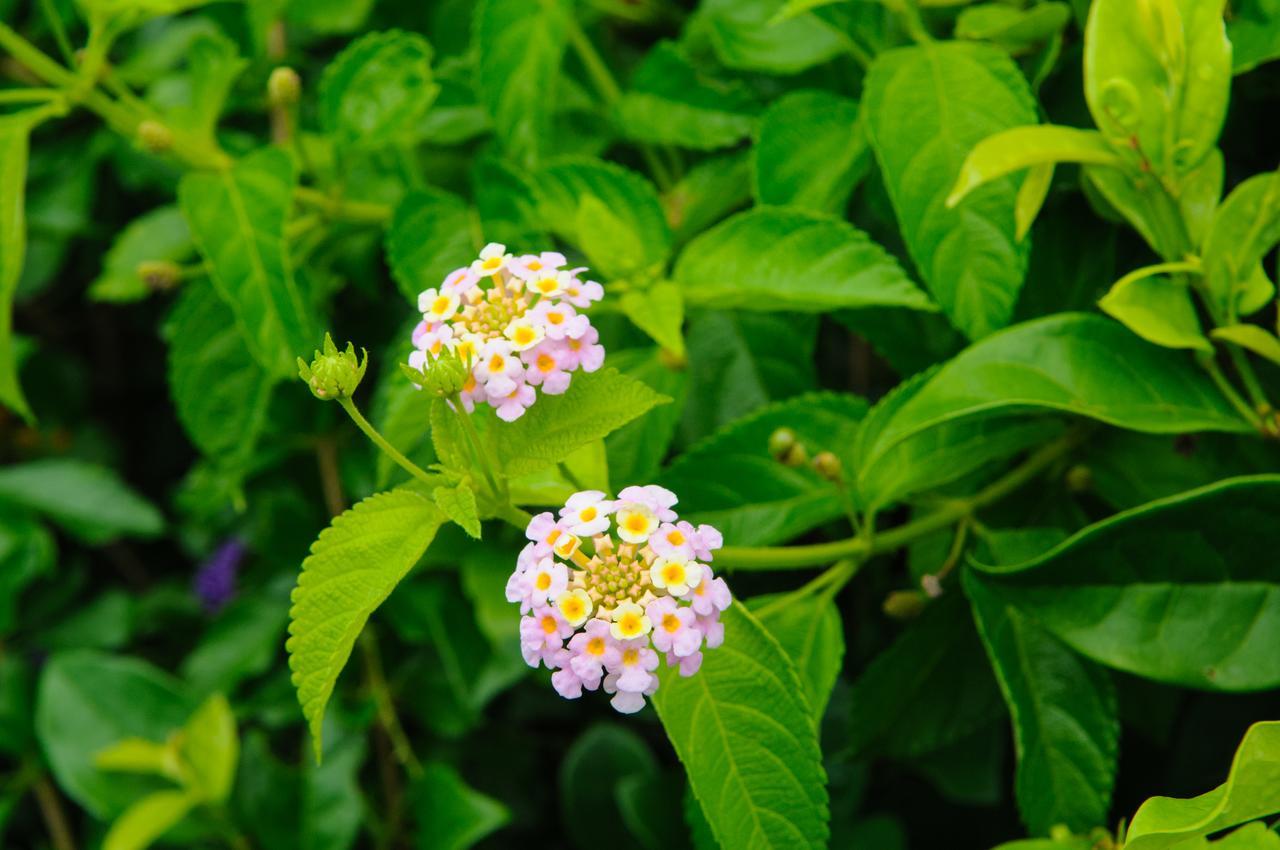 La Teada Ishigaki Resort 川平 エクステリア 写真