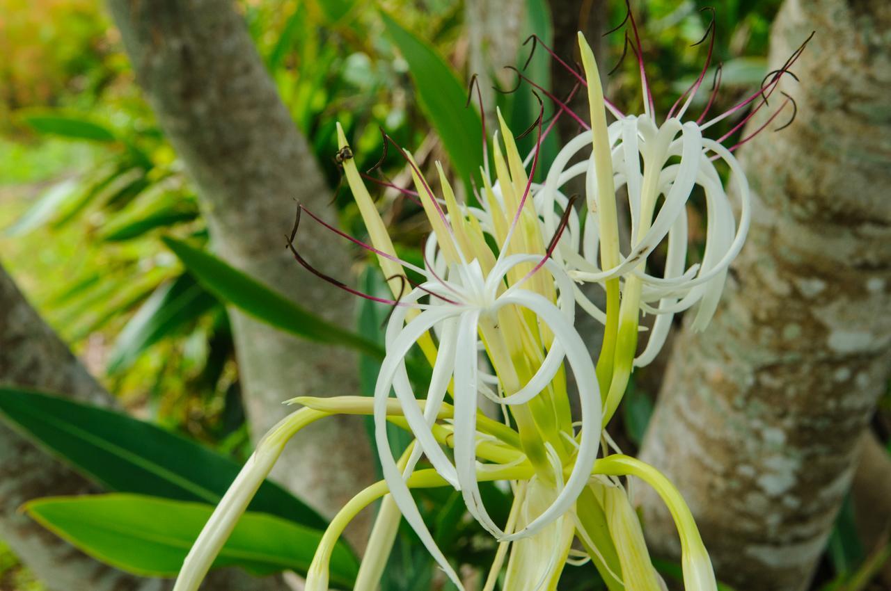 La Teada Ishigaki Resort 川平 エクステリア 写真
